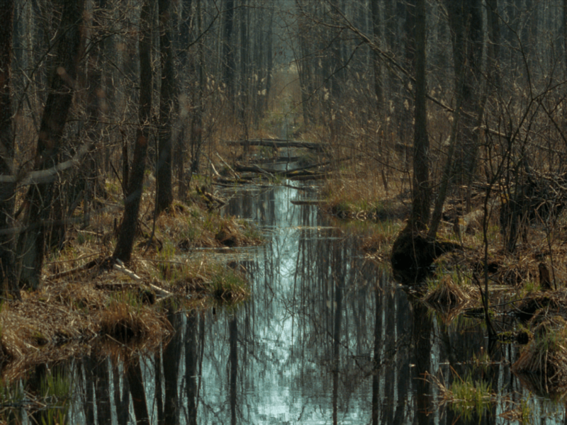 Explore the Untouched Nature of Biebrza National Park in Northeast Poland